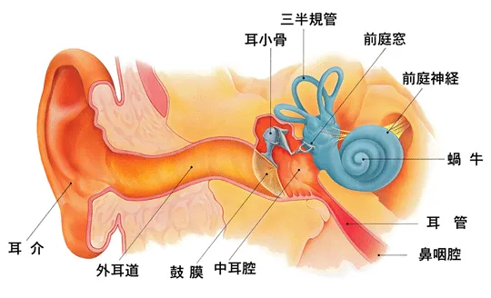 耳の仕組み