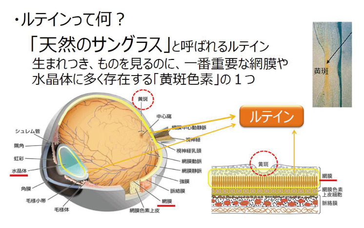 ルテイン説明イメージ2